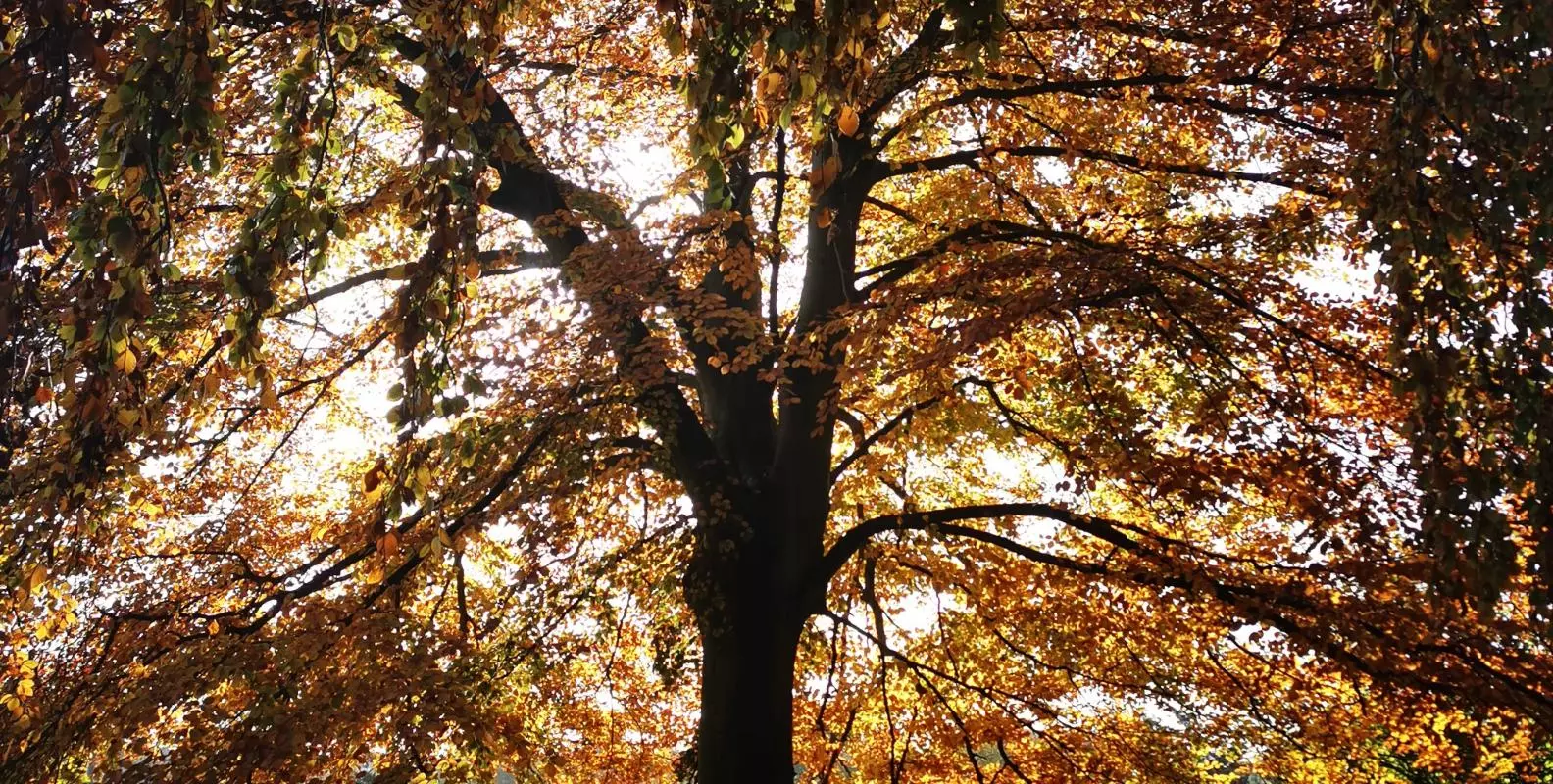 Tree North Walk