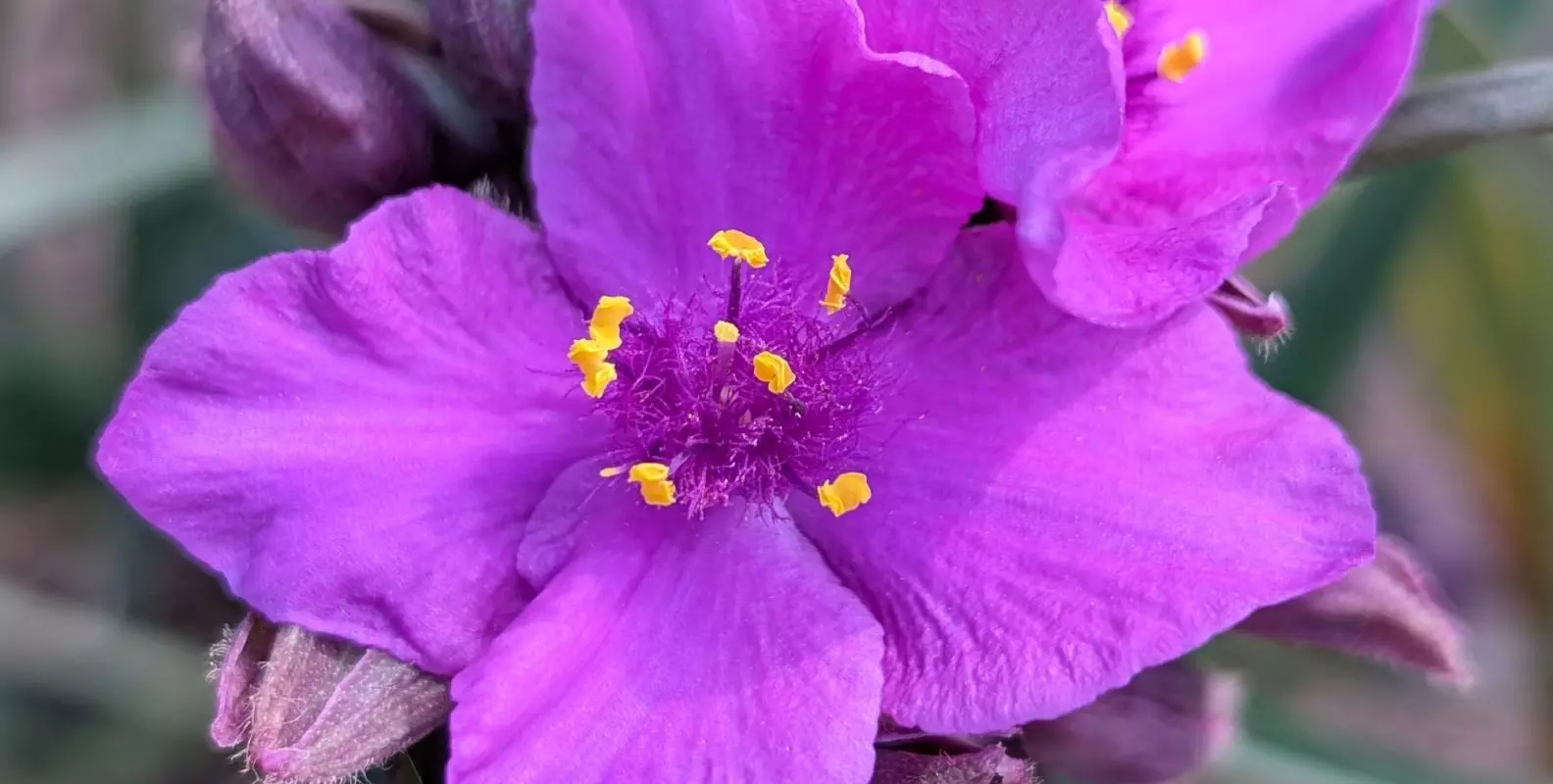 Close-up of a vibrant purple spiderwort flower with yellow stamens and unopened buds.