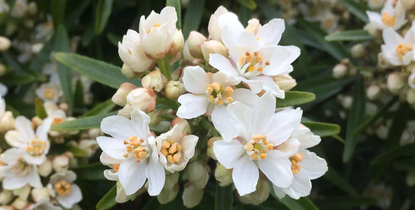 choisya x dewitteana 'aztec pearl'