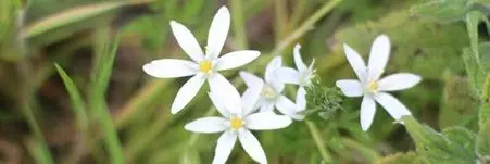 star of bethlehem