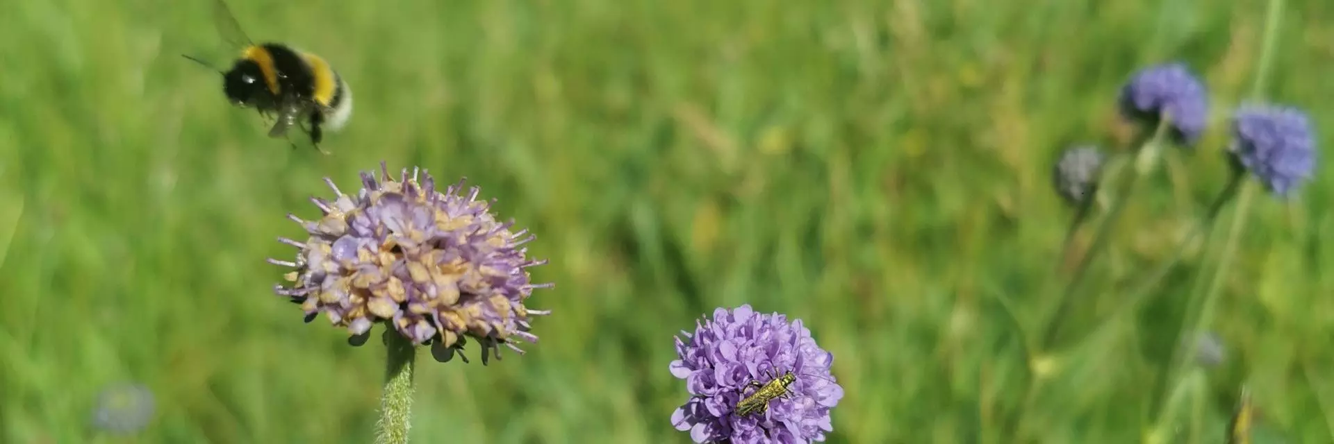 Wildflower meadow, bee flying next to purple flower