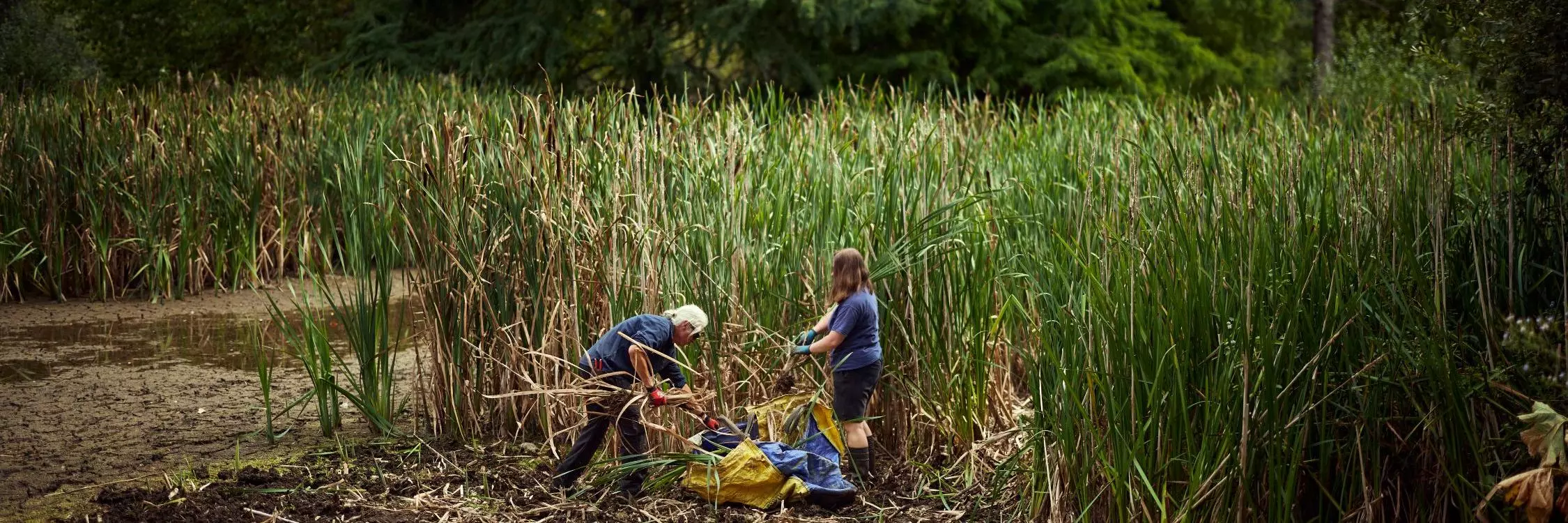 The Park's gardeners begin clearly the reeds