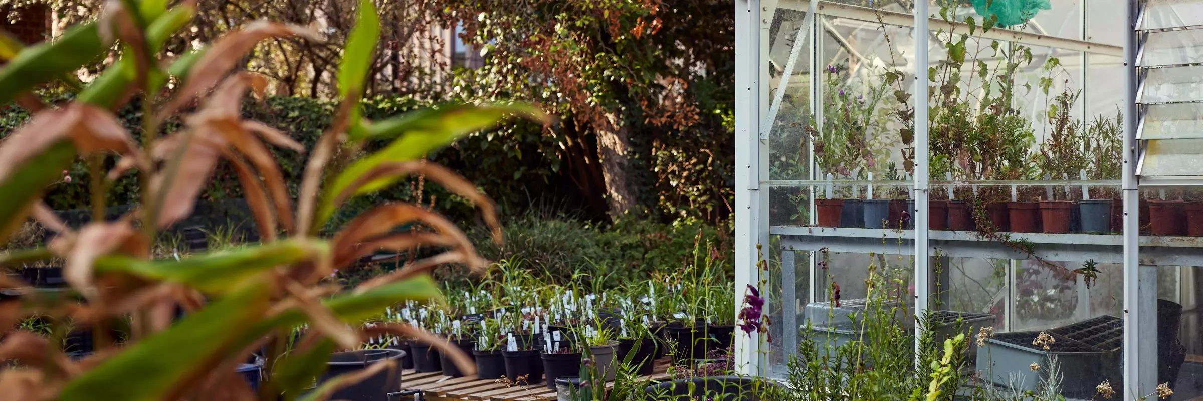 A glasshouse filled with plants stands in a nursery area, surrounded by potted flowers and foliage, with trees and shrubs in the background.