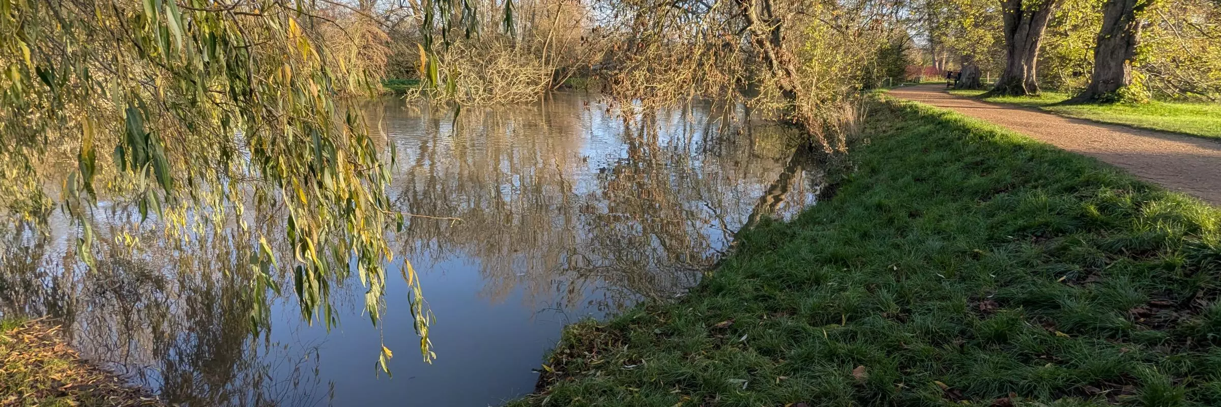 Pond bank with a tree