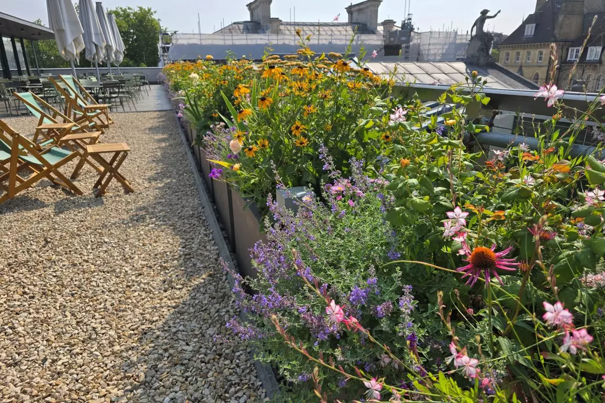 Seating area on Ashmolean terrace, with planters of flowers